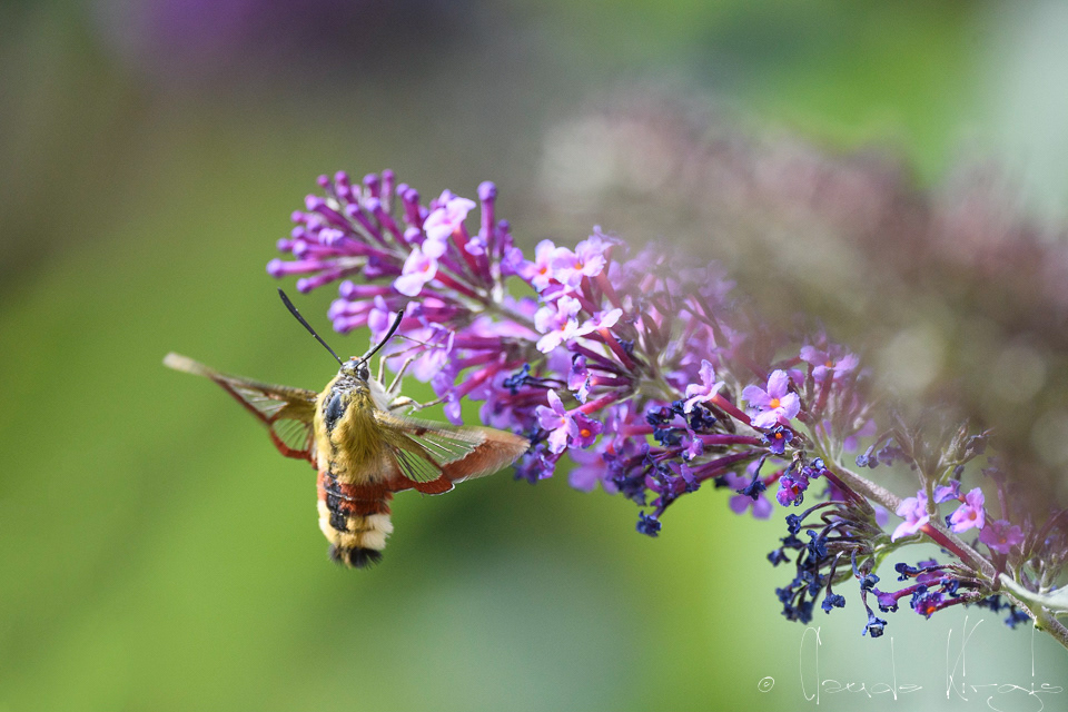 Sphinx gazé (Hemaris fuciformis)