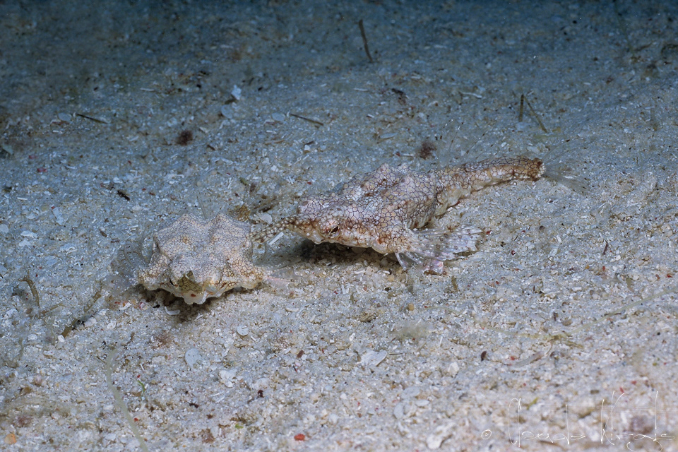 Dragon de mer (Eurypegasus draconis)