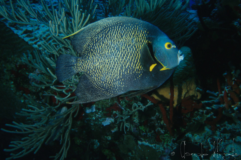 Poisson-Ange Français (Pomacanthus paru)