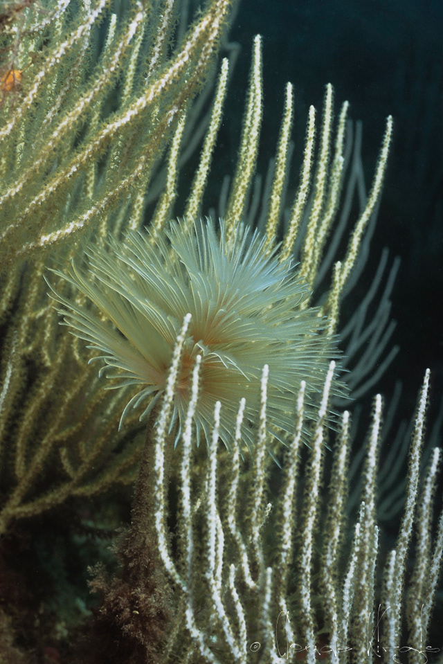 Spirographe (Sabella spallanzanii) 