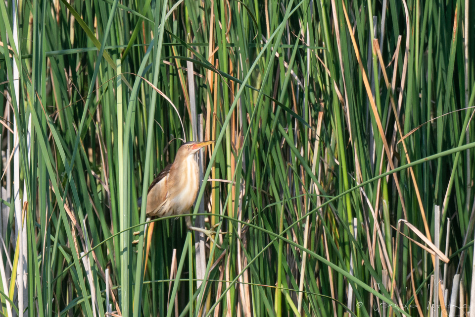 Blongios nain-femelle  (Ixobrychus minutus)