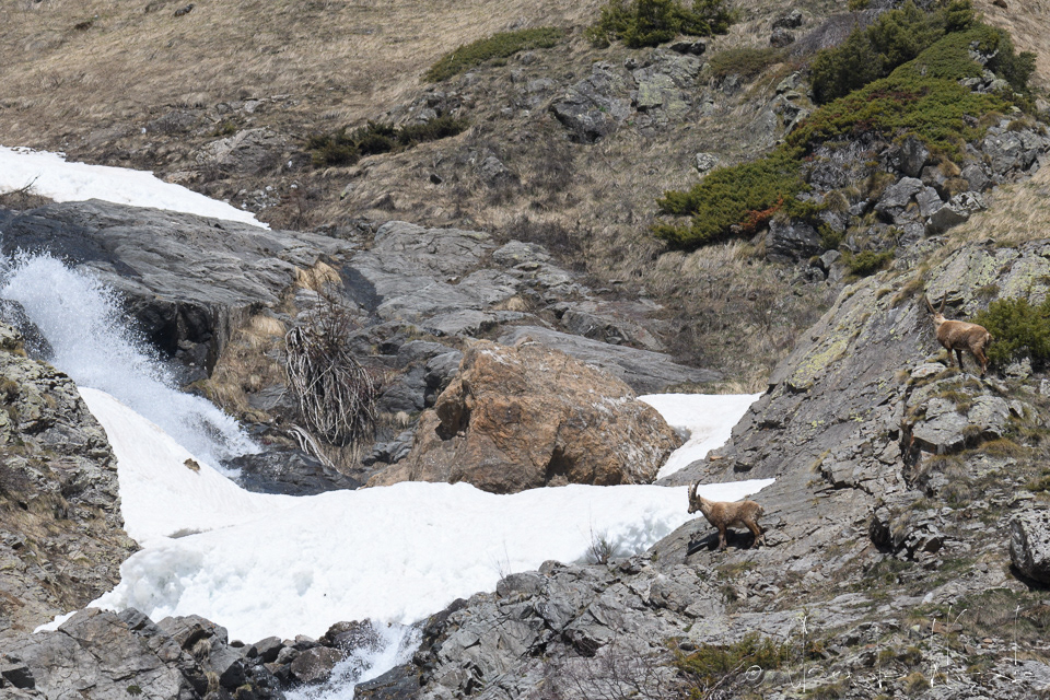 Bouquetin des Alpes (Capra ibex)