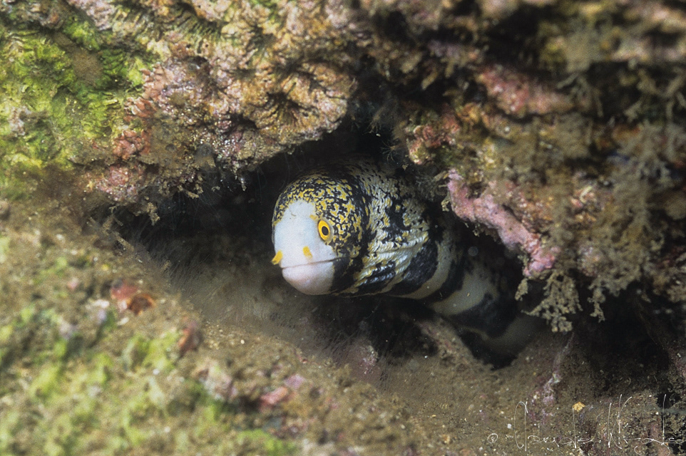 Murène Flocon de neige (Echidna nebulosa)