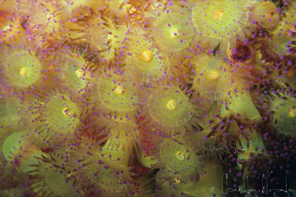 Anémone bijou (Corynactis viridis)