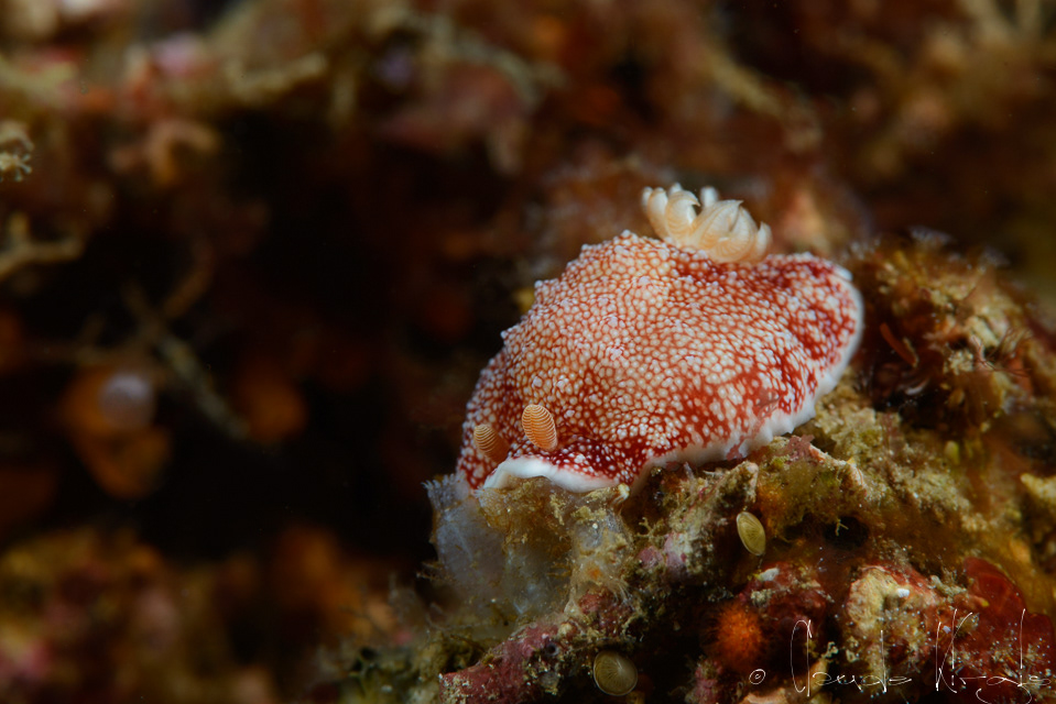 Doris marbrée (Chromodoris sp)