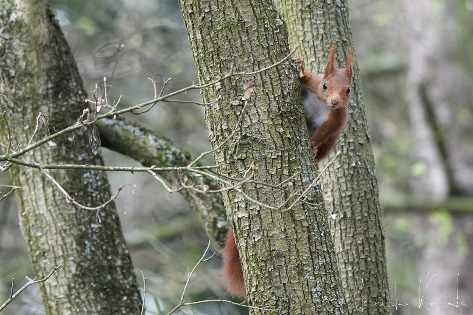 Ecureuil roux (Sciurus vulgaris)