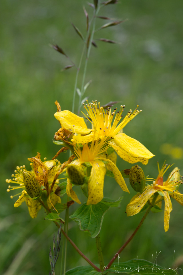MIllepertuis taché (Hypericum maculatum)