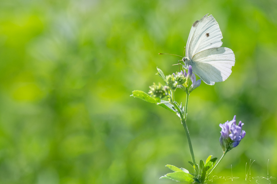La Piéride de la Rave (Pieris rapae)