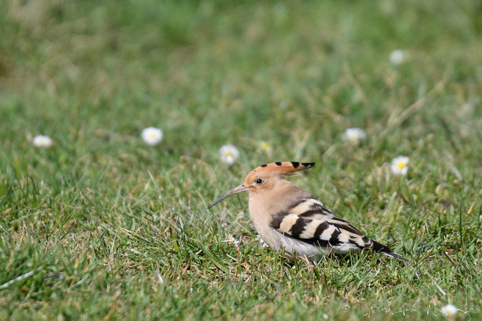 Huppe faciée (Upupa epops)