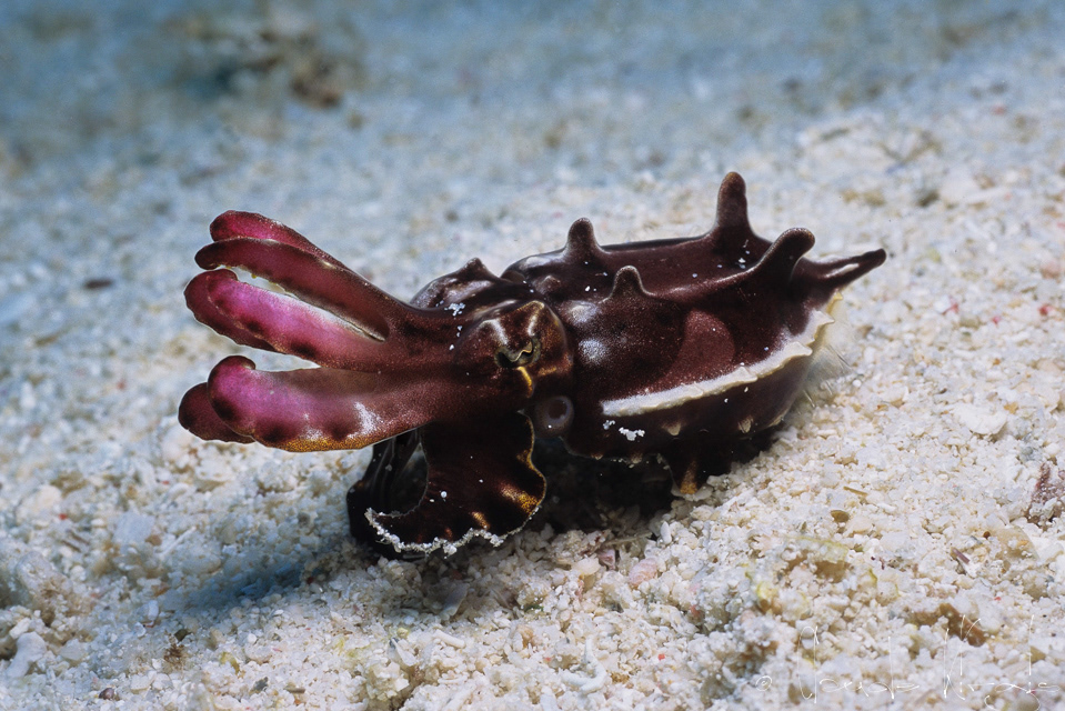 Seiche Flamboyante (Metasepia pfefferi)