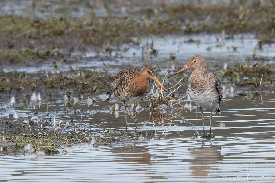 Barge à queue noire (Limosa limosa)