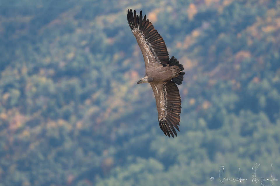 Vautour Fauve (Gyps fulvus)