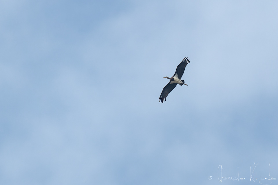 Cigogne noire-juvénile (Ciconia nigra)