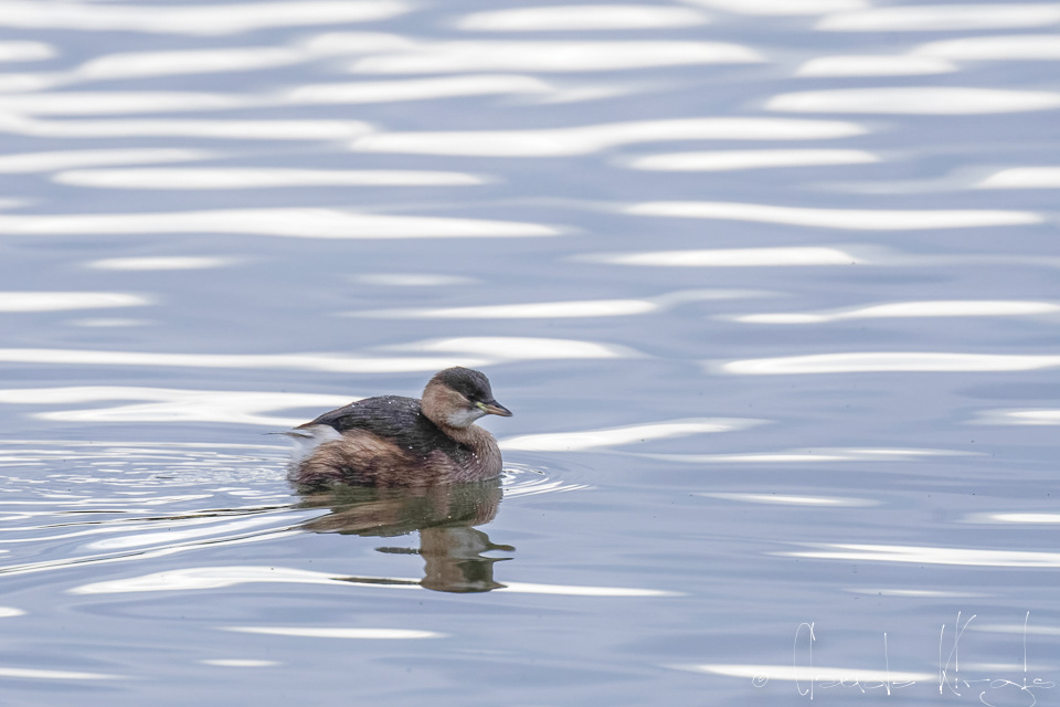 Grèbe castagneux (Tachybaptus ruficollis)