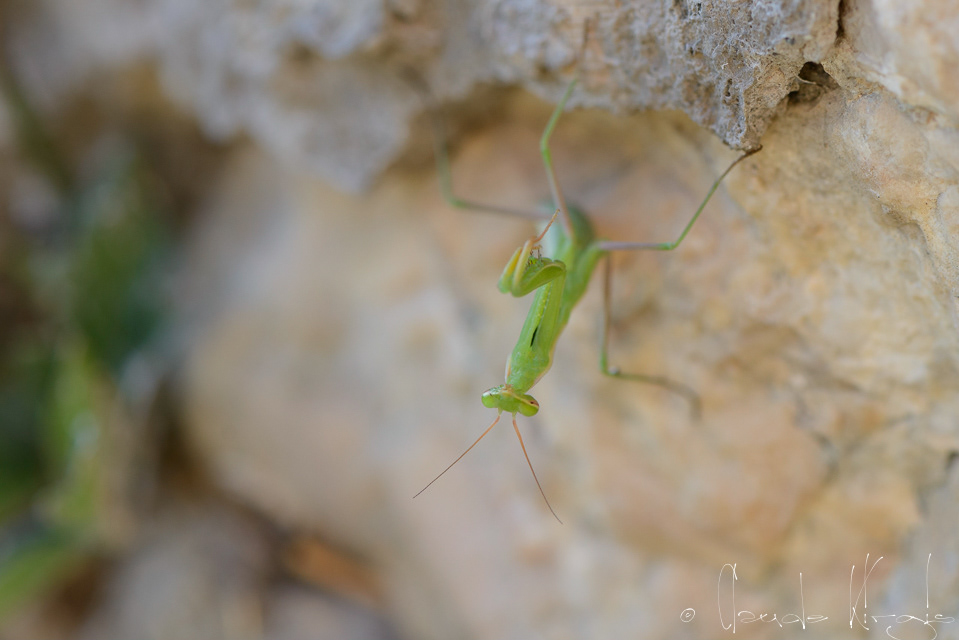 Mante religieuse (Mantis religiosa)