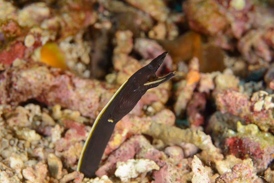 Murène ruban-juvénile (Rhinomuraena quaesita)