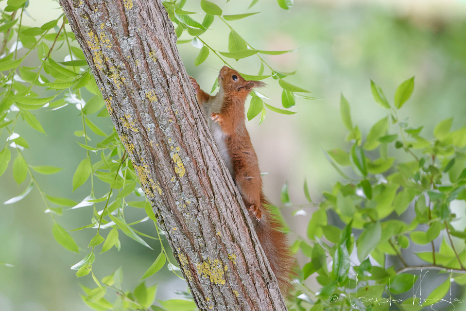 Ecureuil roux (Sciurus vulgaris)