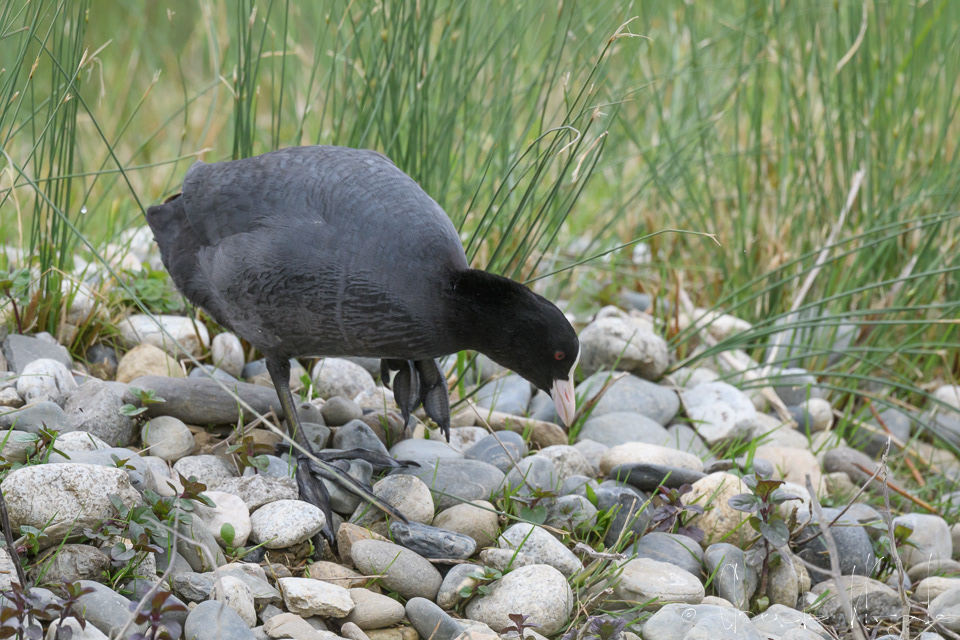 Foulque macroule (Fulica atra)