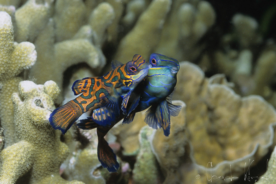 Poisson-Mandarin (Synchiropus splendidus)