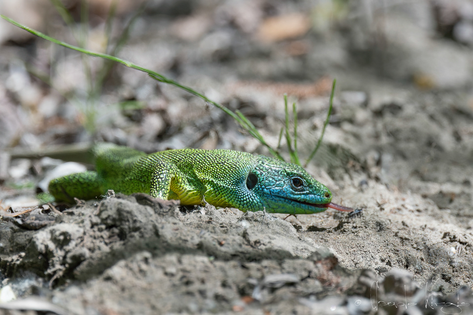 Lézard vert (Lacerta bilineata)