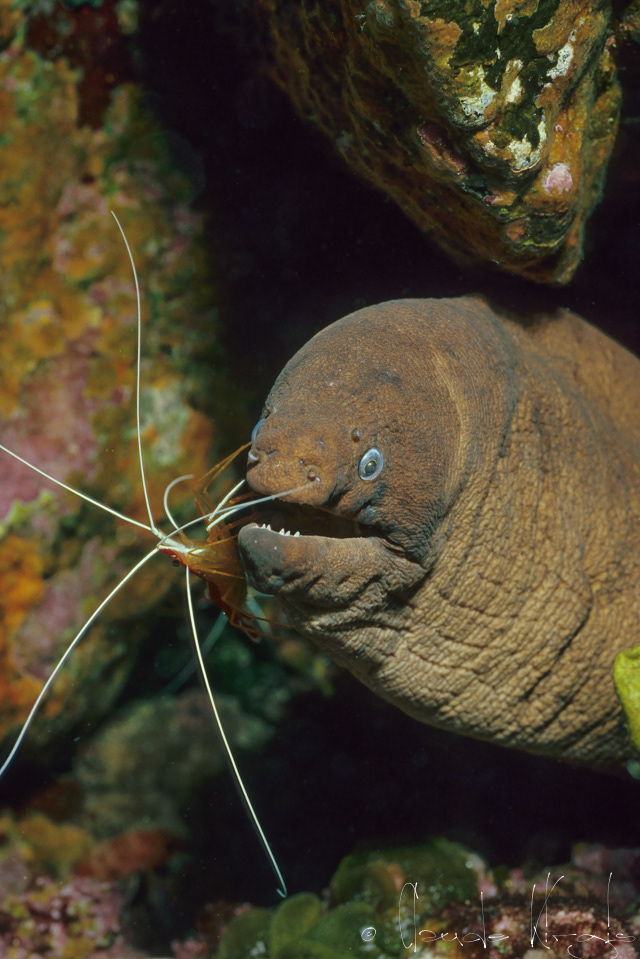Murène chocolat et Crevette nettoyeuse (Gymnothorax unicolor&Lysmata grabahmi)
