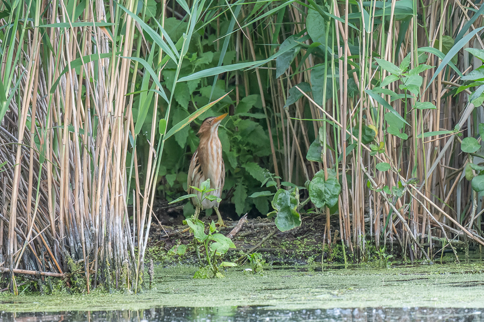 Blongios nain-femelle (Ixobrychus minutus)