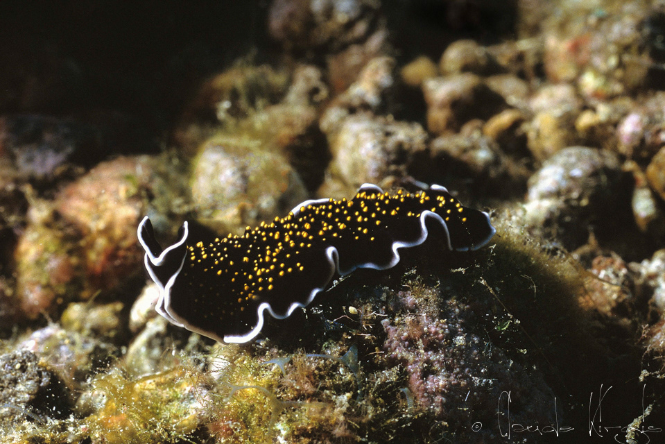 Ver plat à papilles jaunes (Thysanozoan nigropapillosum)