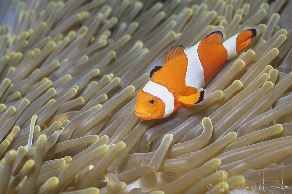 Poisson-Clown à trois bandes (Amphiprion ocellaris)