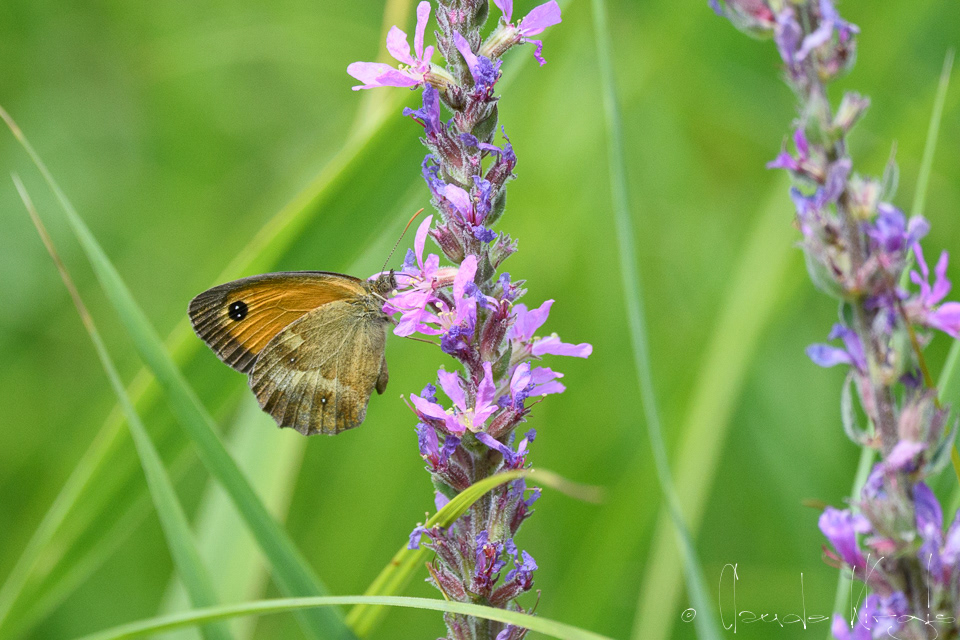 L'Armaryllis (Pyronia tithonus)