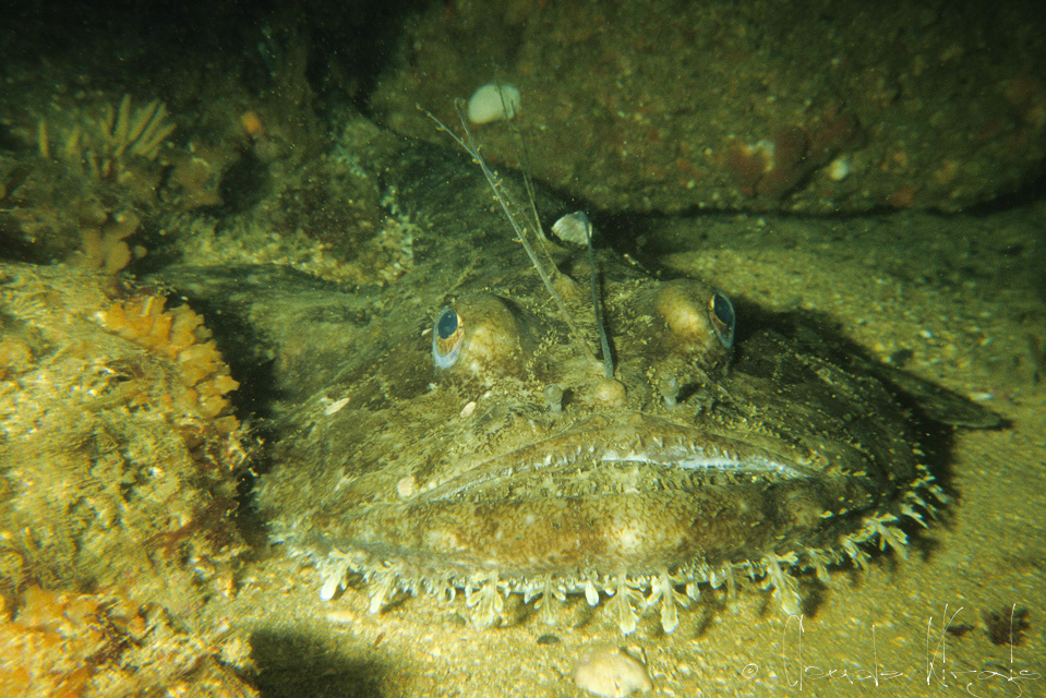 Baudroie-Lotte (Lophius piscatorius)