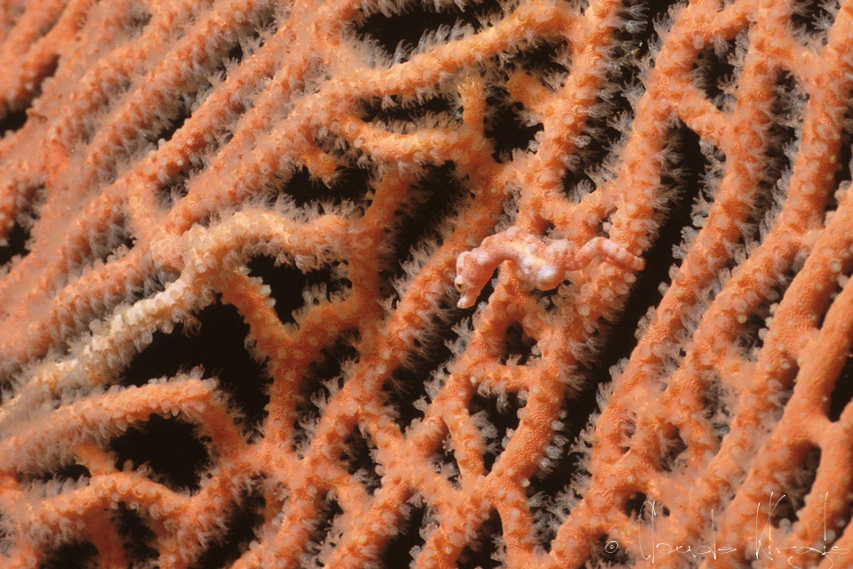 Hippocampe pygmée Denise (Hippocampus denise)