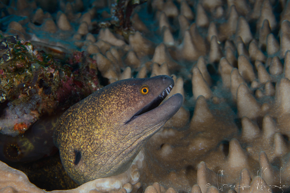 Murène à marge jaune (Gymnothorax flavimarginatus)