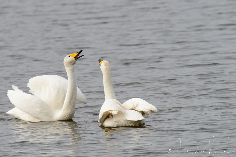 Cygne chanteur (Cygnus cygnus)
