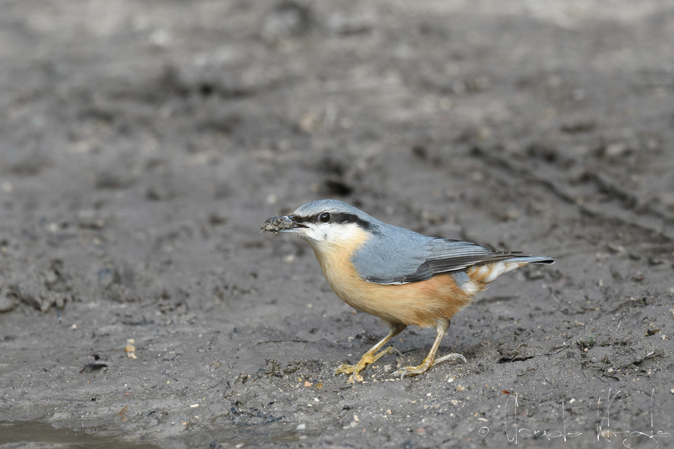 Sittelle Torchepot (Sitta europaea)