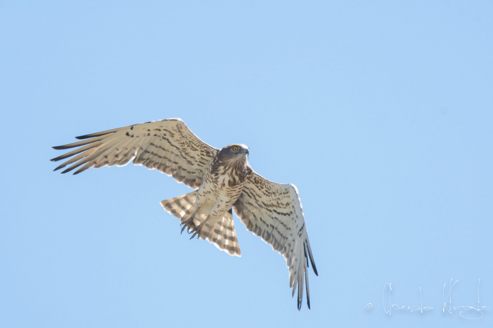Circaète Jean-le-Blanc (Circaetus gallicus)