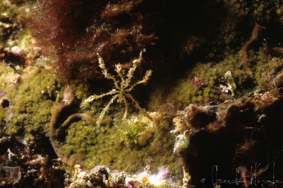 Araignée de mer (Pycnogonida)