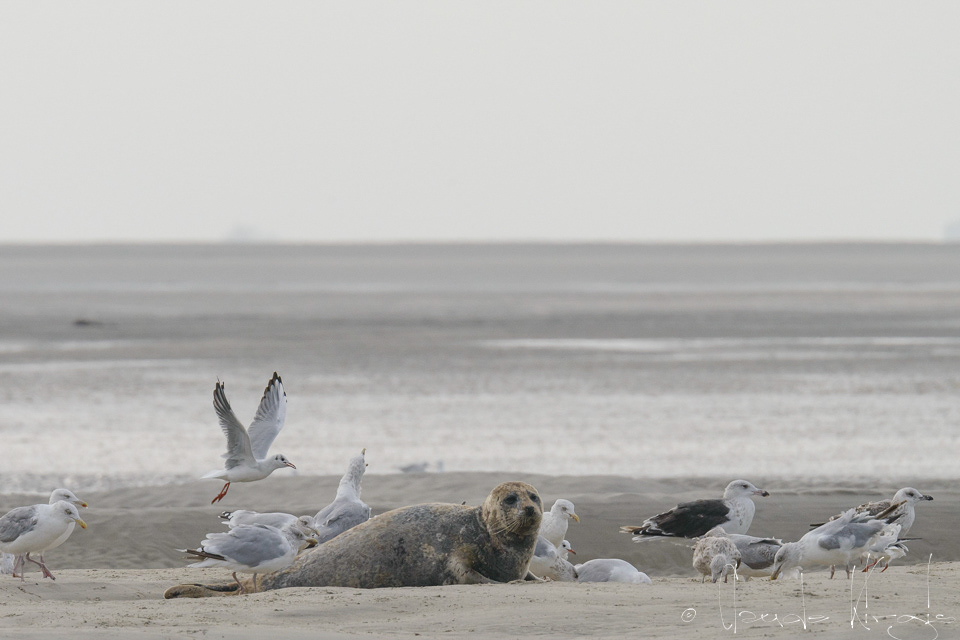 Phoque veau marin (Phoca vitulina)