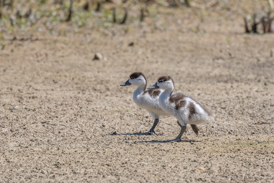 Tadorde de Belon-Poussin (Tadorna tadorna)