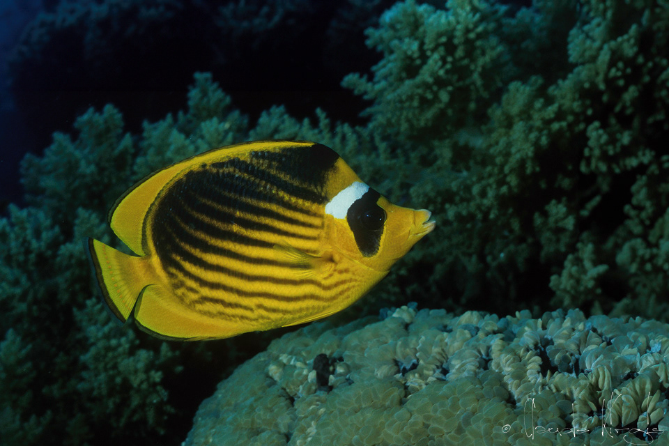 Poisson-Papillon Raton-laveur de Mer Rouge (Chaetodon fasciatus)