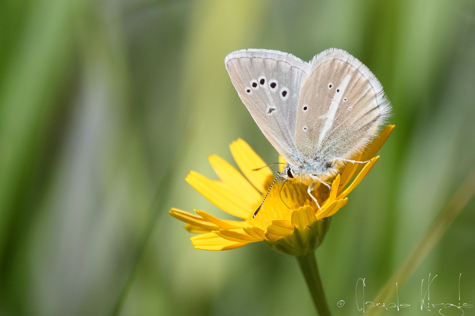 Le Sablé du Sainfoin (Agrodiaetus damon)
