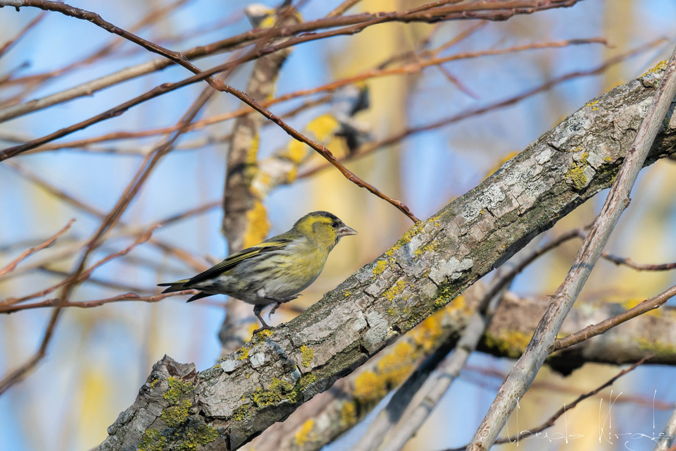 Tarin des Aulnes (spinus spinus) 