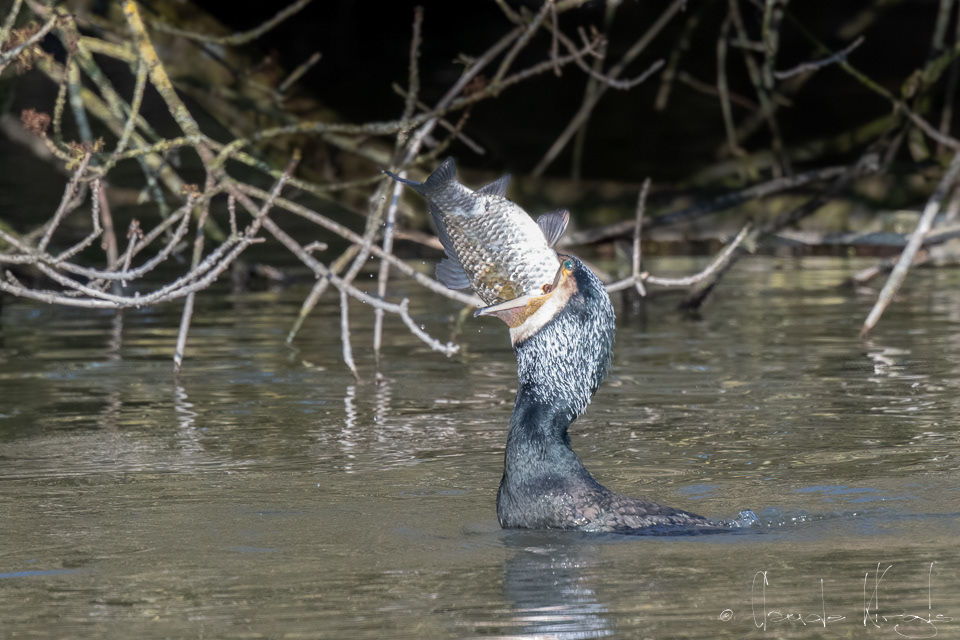 Grand Cormoran (Phalacrocorax carbo)