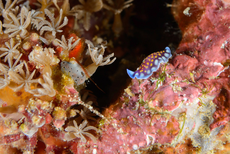 Ver plat de Linda (Pseudoceros lindae)