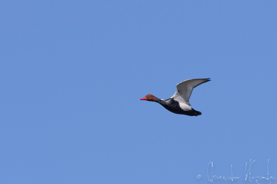 Nette Rousse-mâle (Netta rufina)