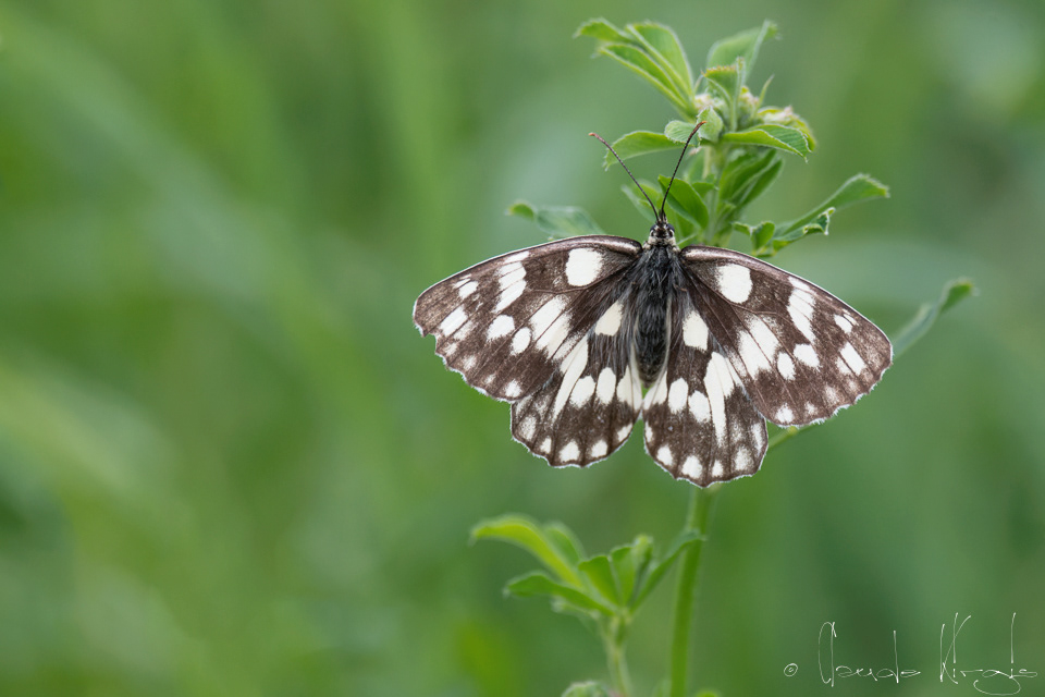Demi-deuil (Melanargia galathea)
