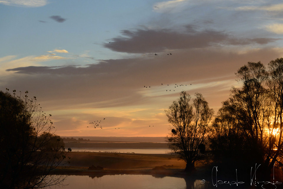 Grue cendrée (Grus grus)