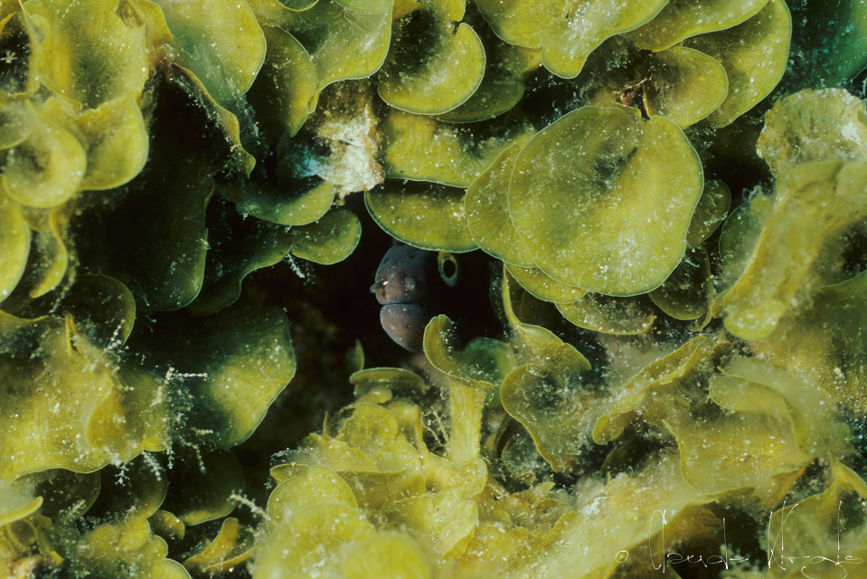 Murène noire (Mureana augusti)