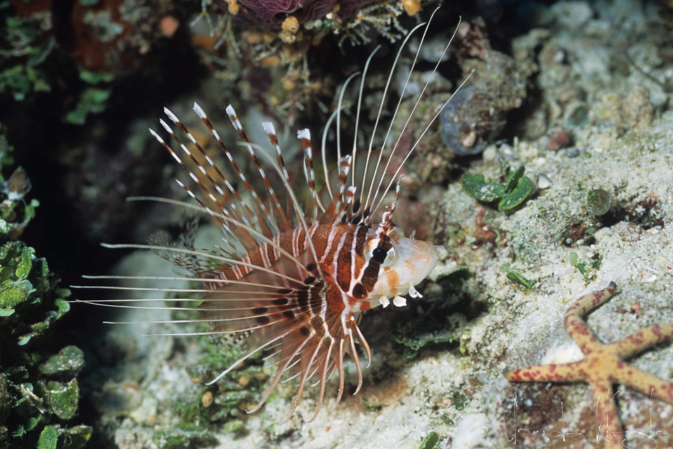 Poisson-Scorpion à antennes (Pterois antennata)