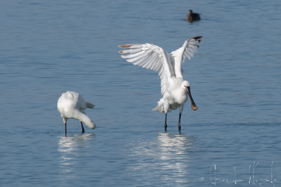 Spatule blanche (Platalea leucorodia)