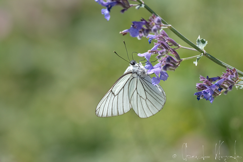 Le Gazé (Aporia crataegi)